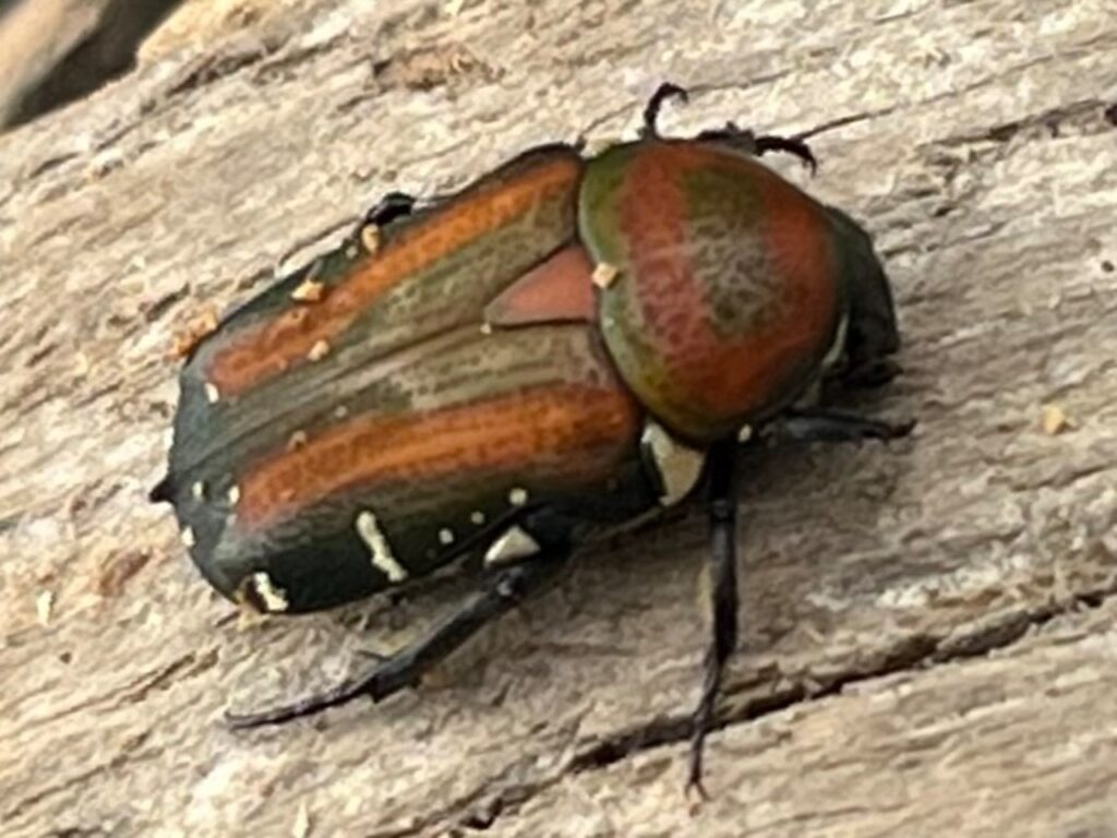 ペテロビッツホソコハナムグリ