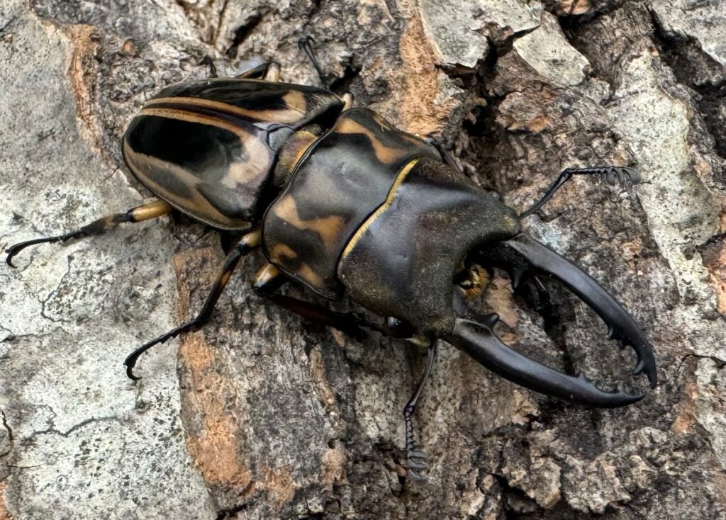 ゼブラノコギリクワガタ原名亜種