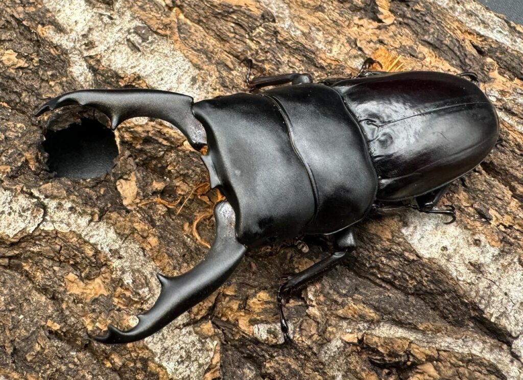 ダエダリオンヒラタクワガタ