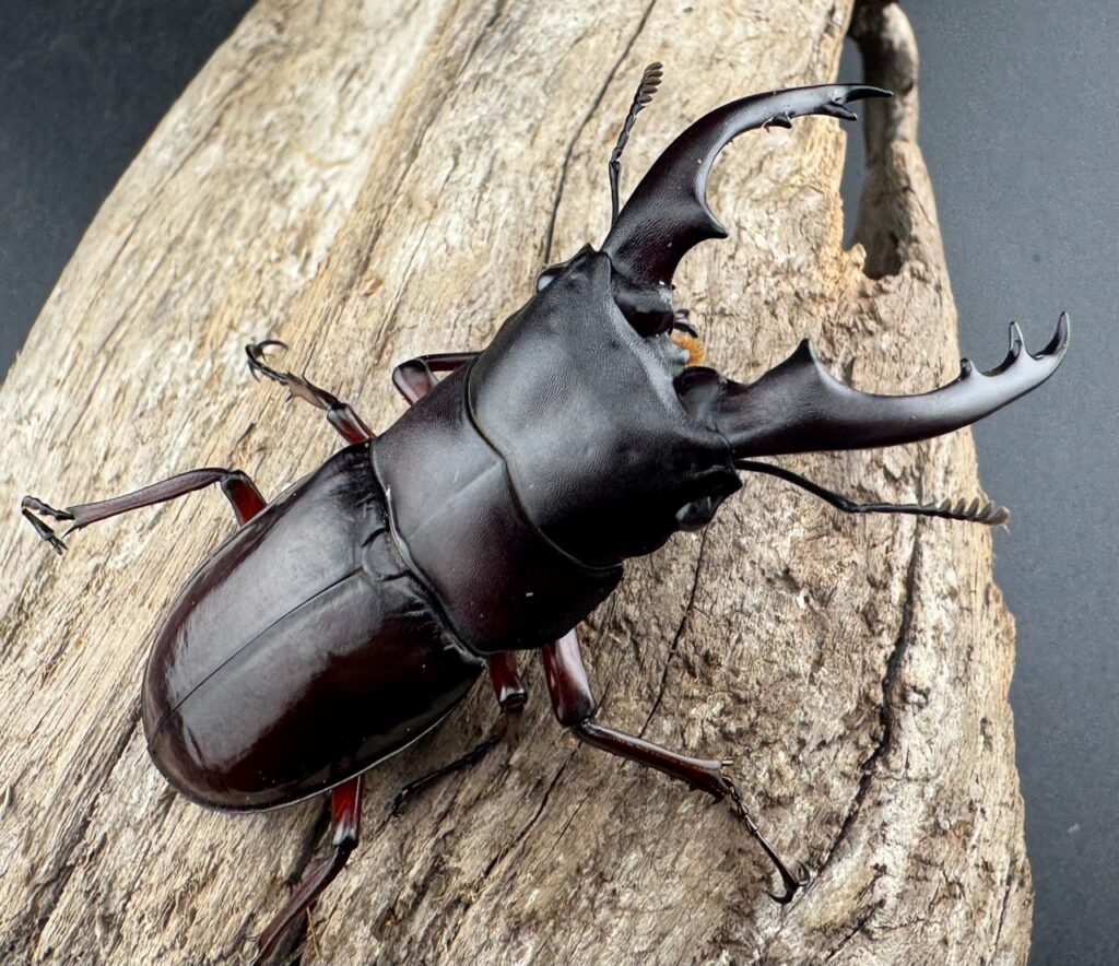 ボーリンフタマタクワガタ亜種バミノルム