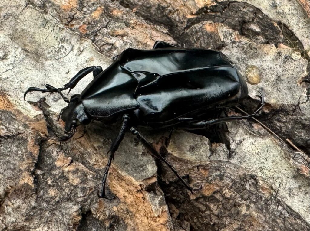 クロツヤトゲアシハナムグリ