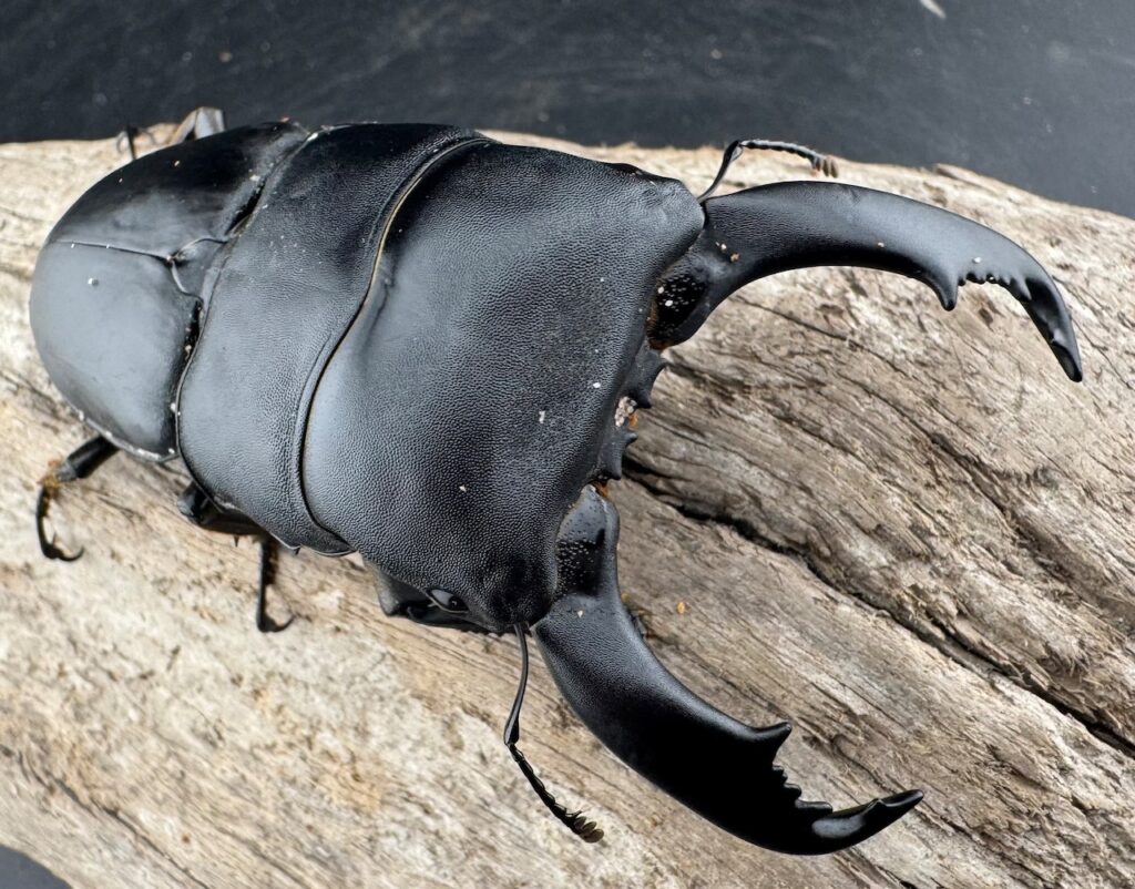 スラウェシオオヒラタクワガタ