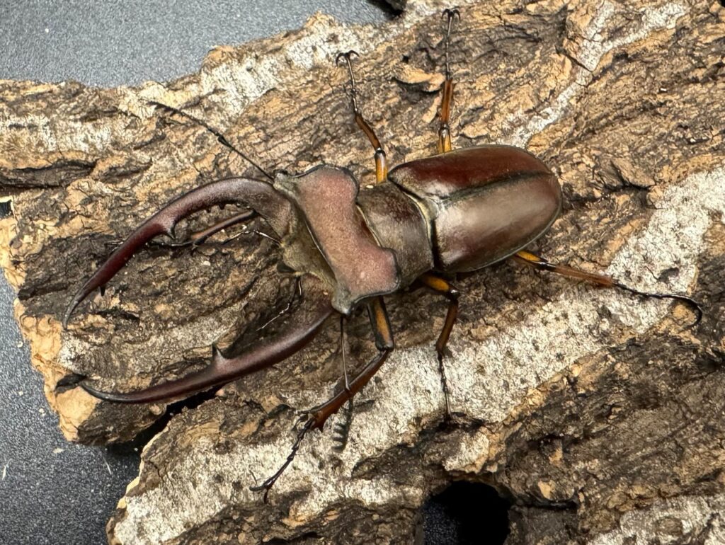 ルックミヤマクワガタ