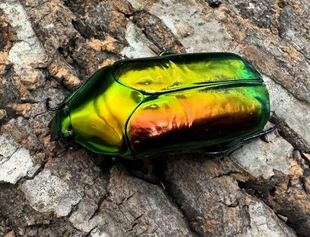 センパーオオヒラタカナブン