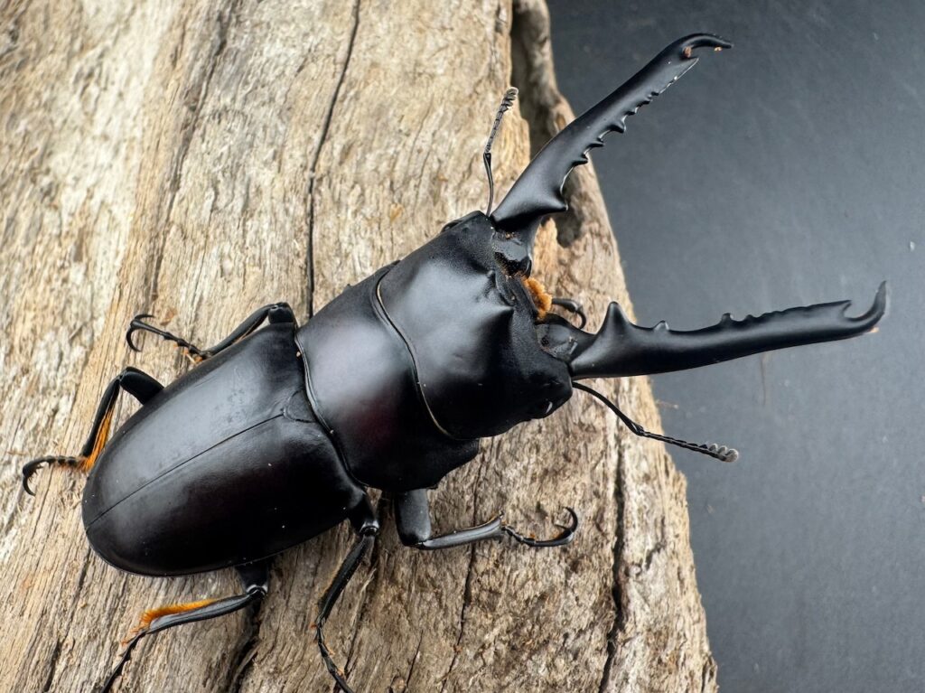 ゲルツルードノコギリクワガタ（ガートルードノコギリクワガタ）