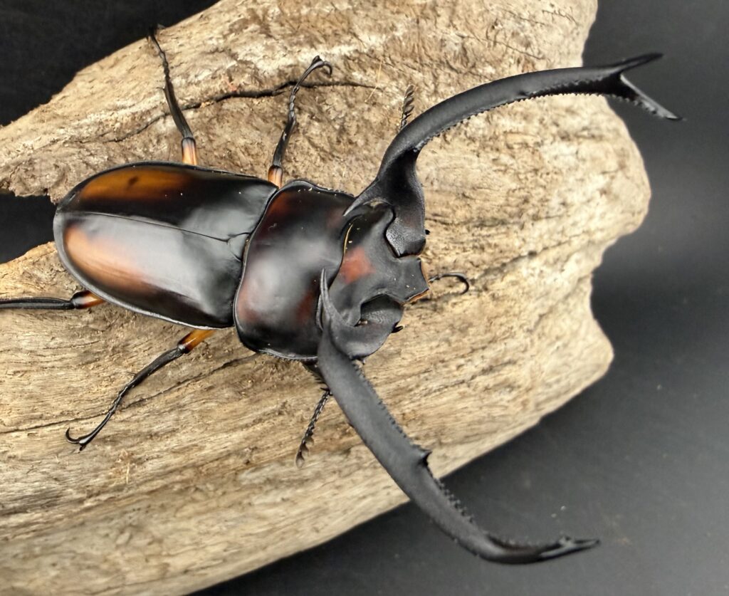 ディディエールシカクワガタ