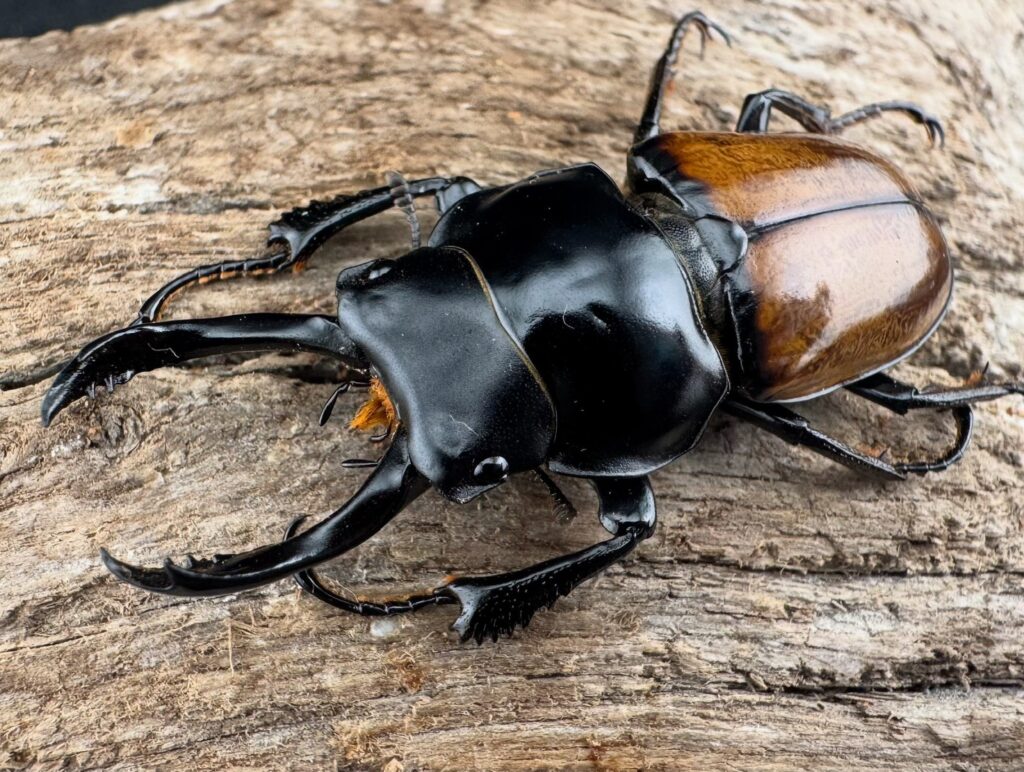 ブロッシェルマルバネクワガタ