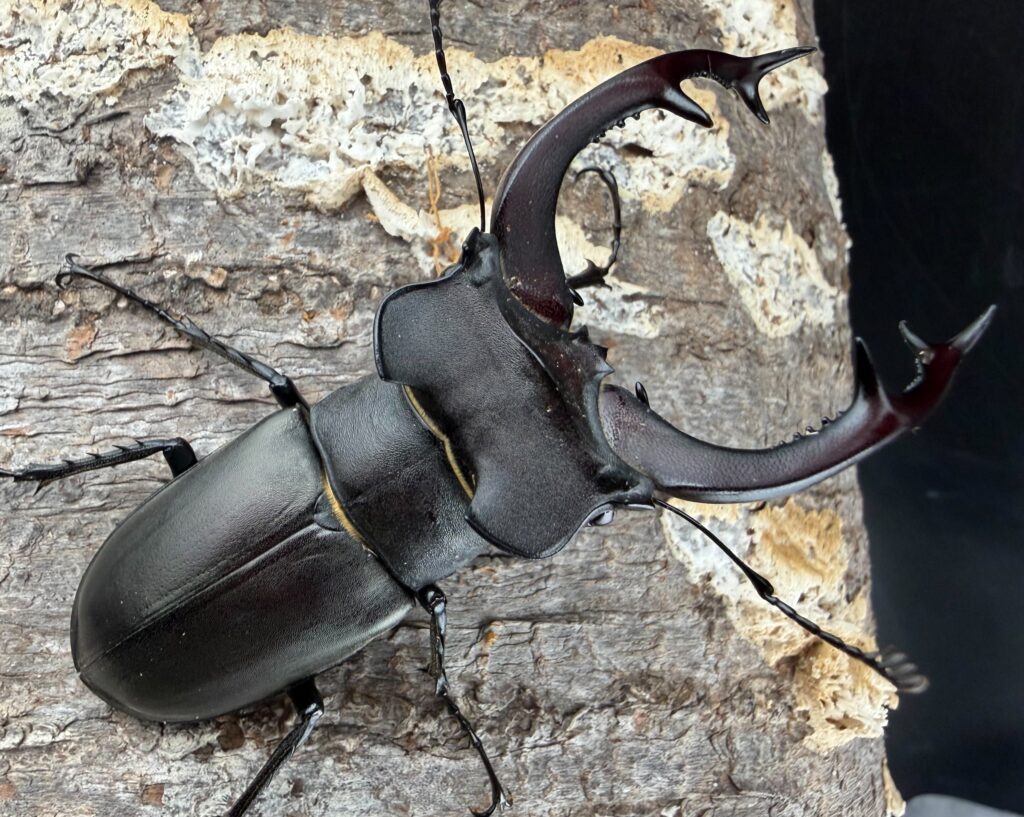 ユダイクスミヤマクワガタ