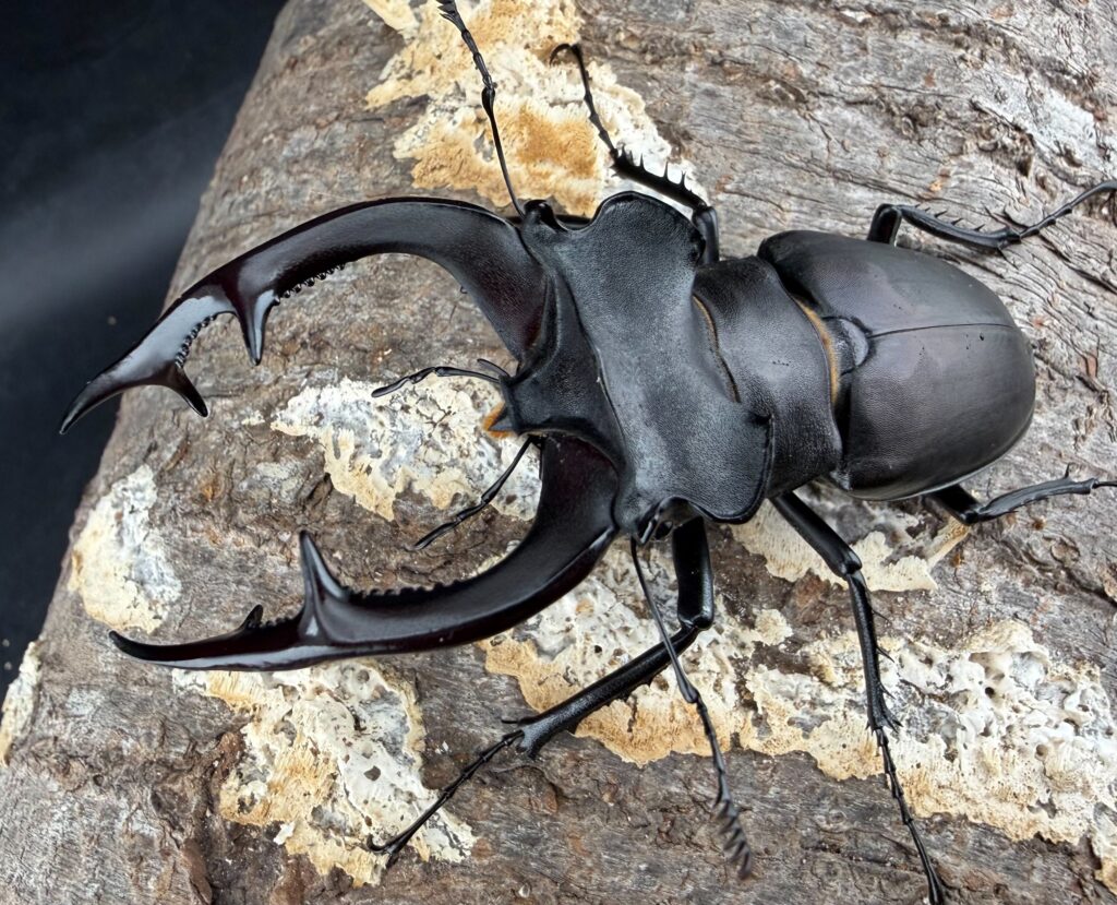 アクベシアヌスミヤマクワガタ