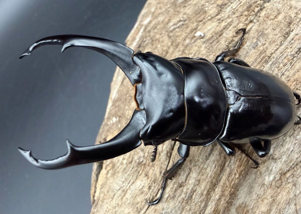 ネパレンシス（ネパールコクワガタ）