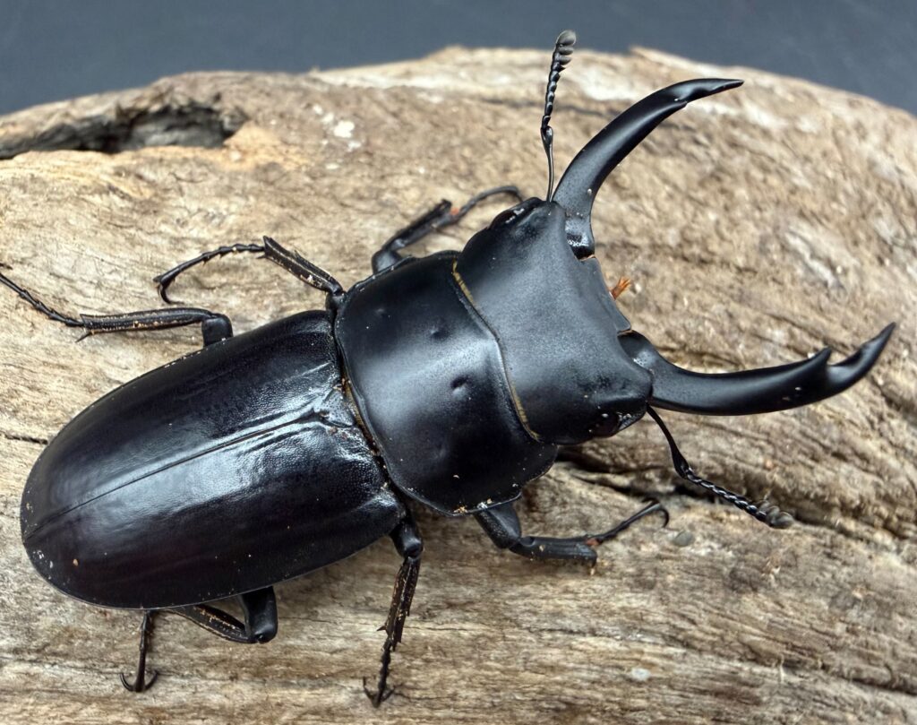 ビキヌスコクワガタ