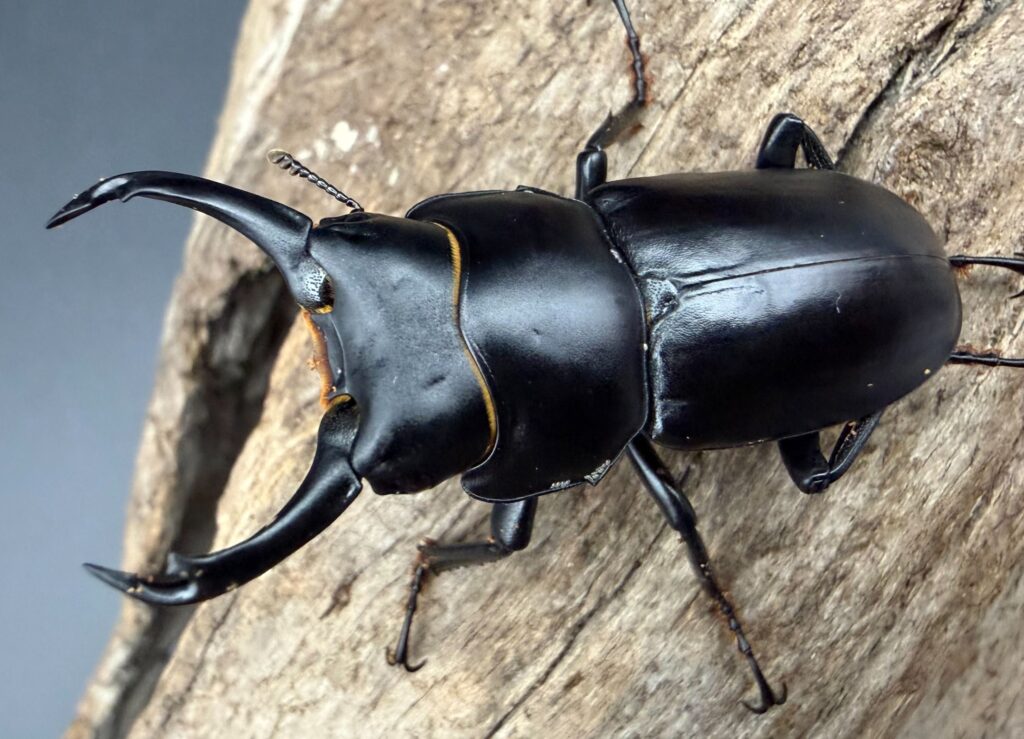 ウーコクワガタ