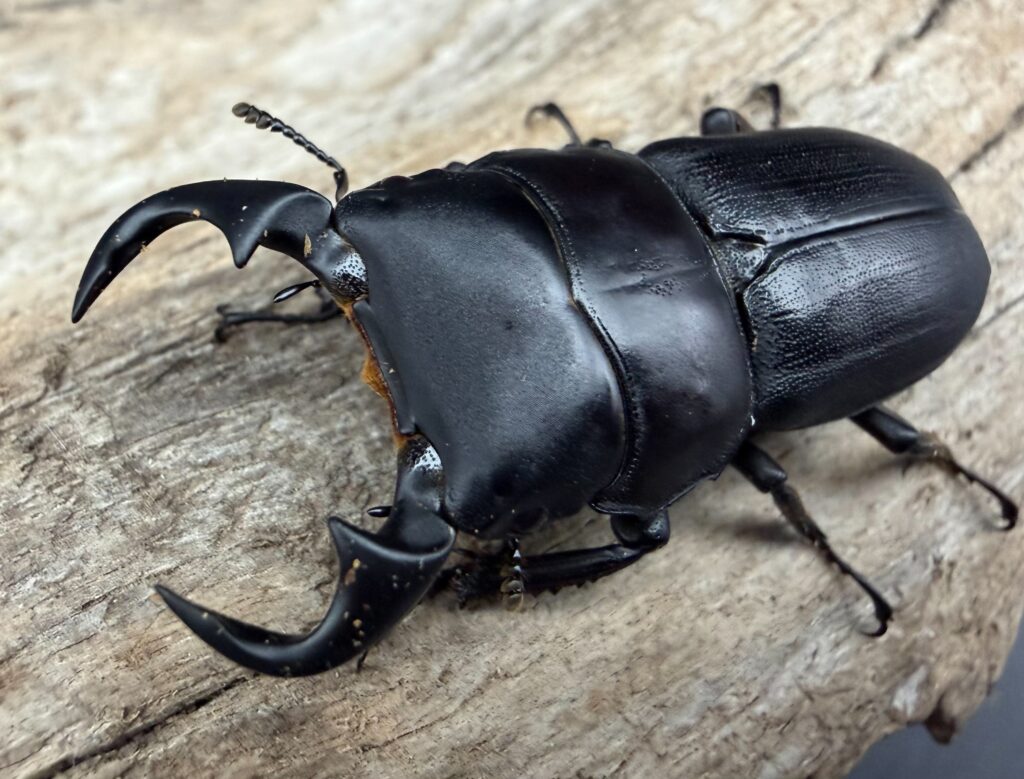 ティエンロンヒラタクワガタ