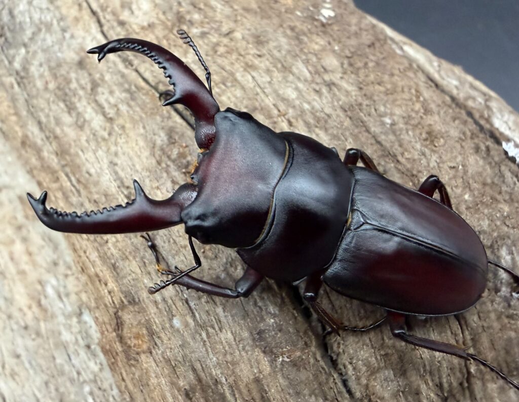 メリディオナリスコクワガタ