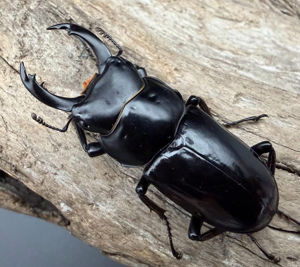 キクノコクワガタ