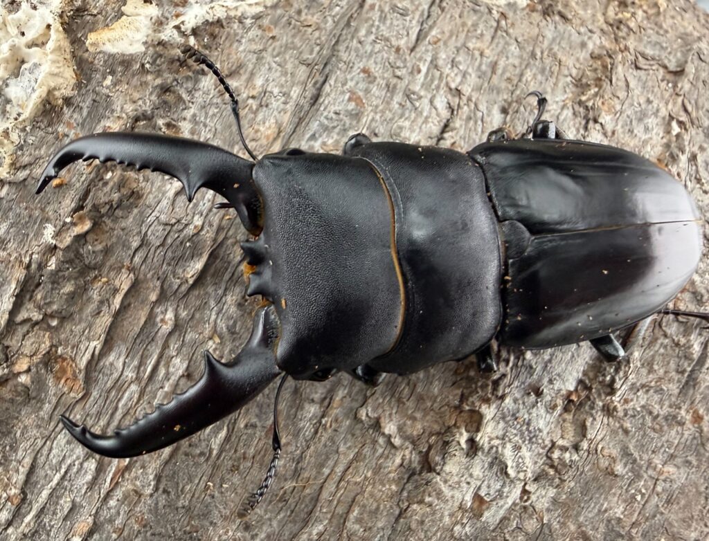 イキヒラタクワガタ