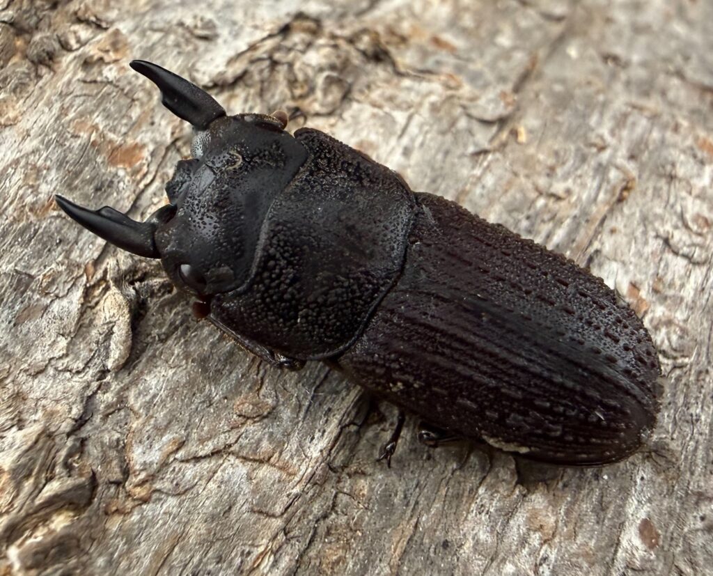 ヤマトサビクワガタ