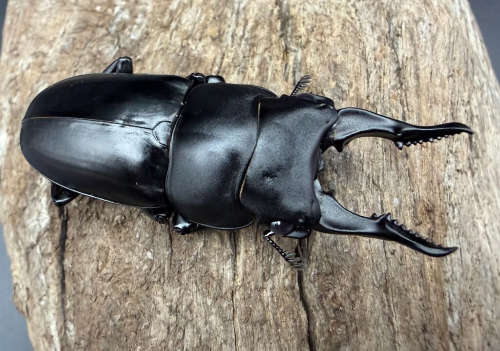 セリコルニスノコギリクワガタ