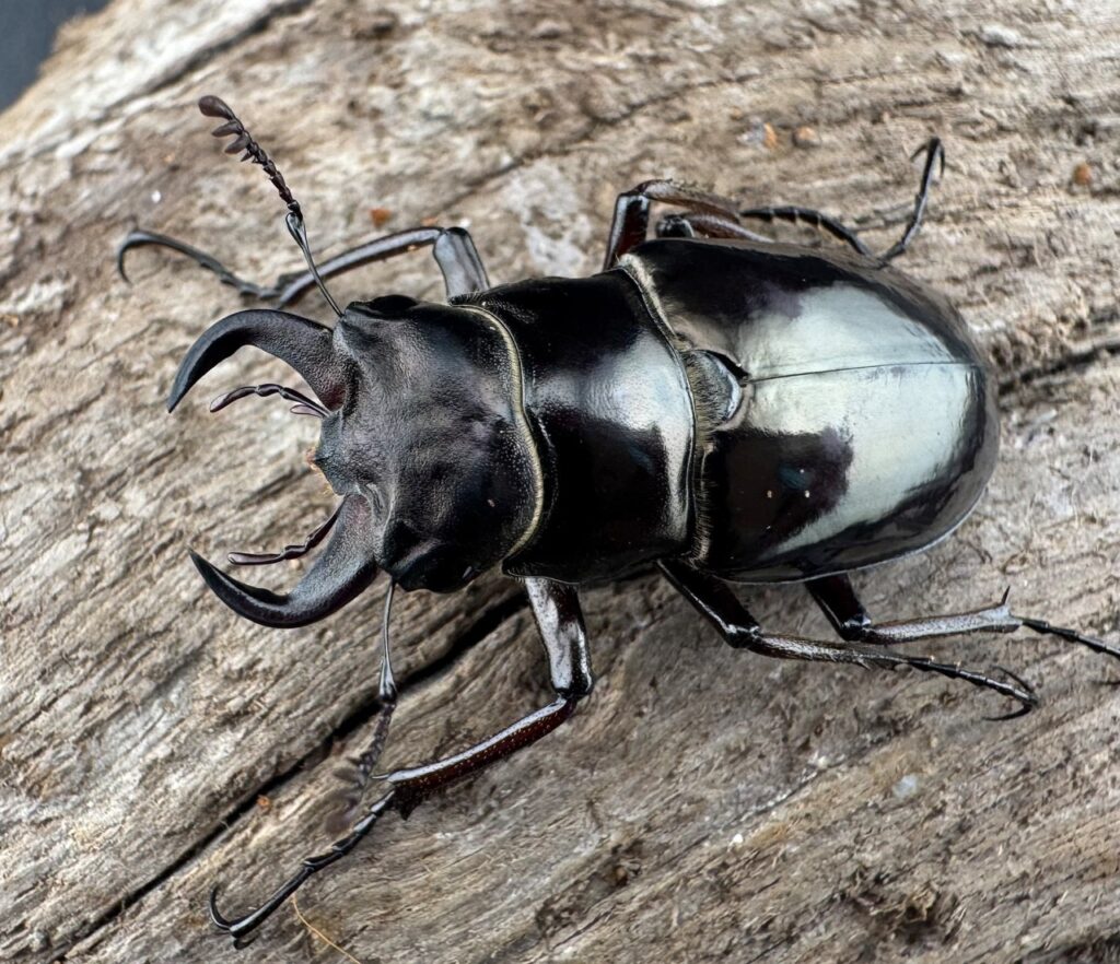 プロメテウスミヤマクワガタ