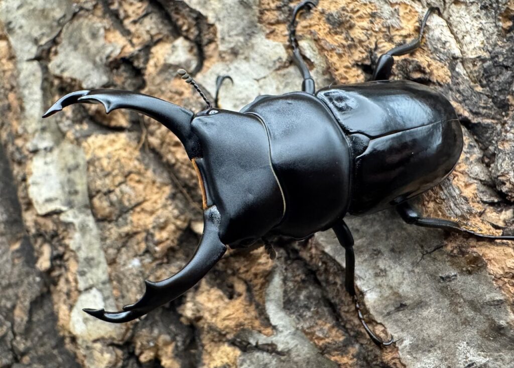 セメノウコクワガタ 会東県個体群