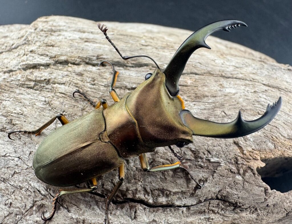 トゥルンカートスホソアカクワガタ