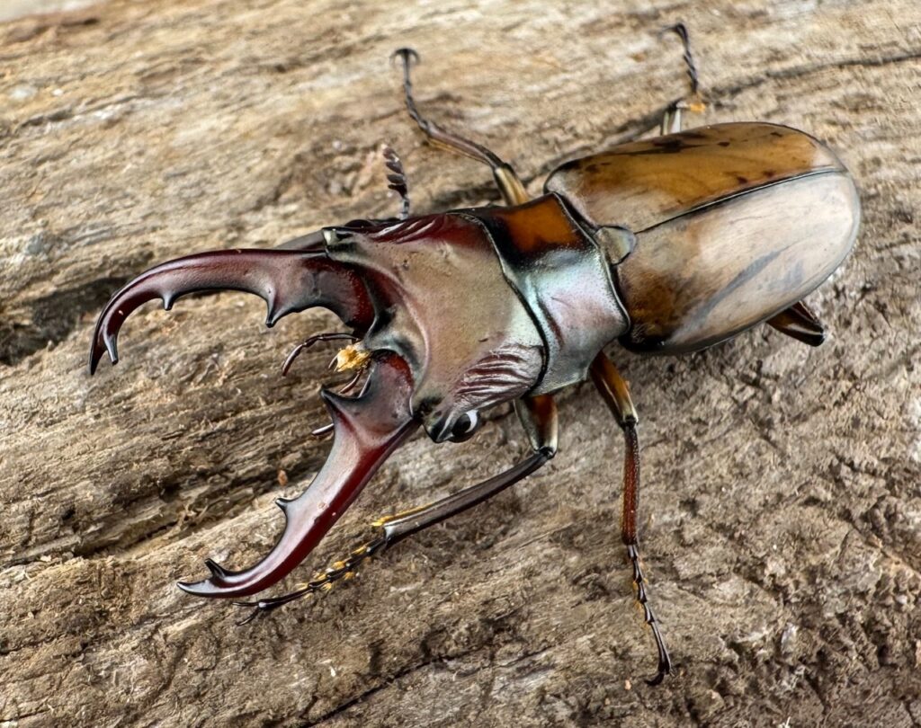 アッサムホソアカクワガタ原名亜種