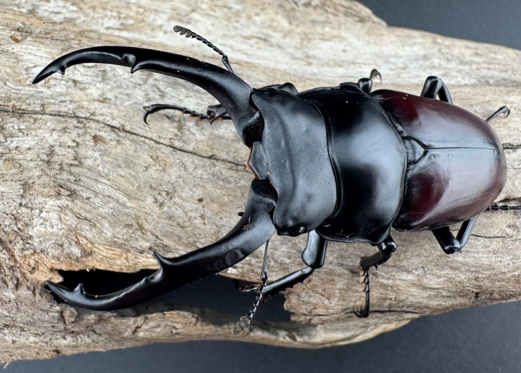 ドンキエルコクワガタ原名亜種