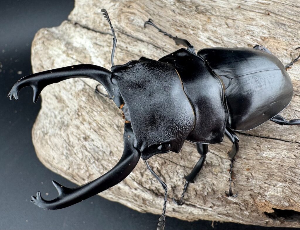 スチーブンスツヤクワガタ原名亜種