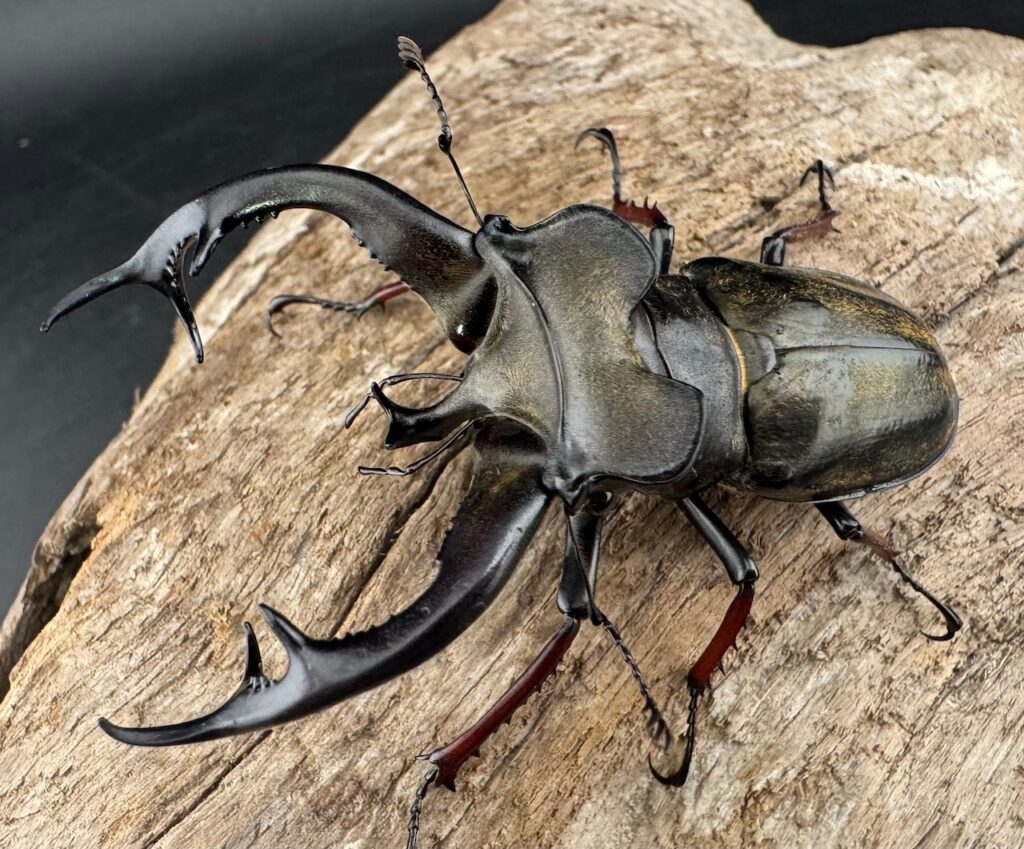 チェンミヤマクワガタ