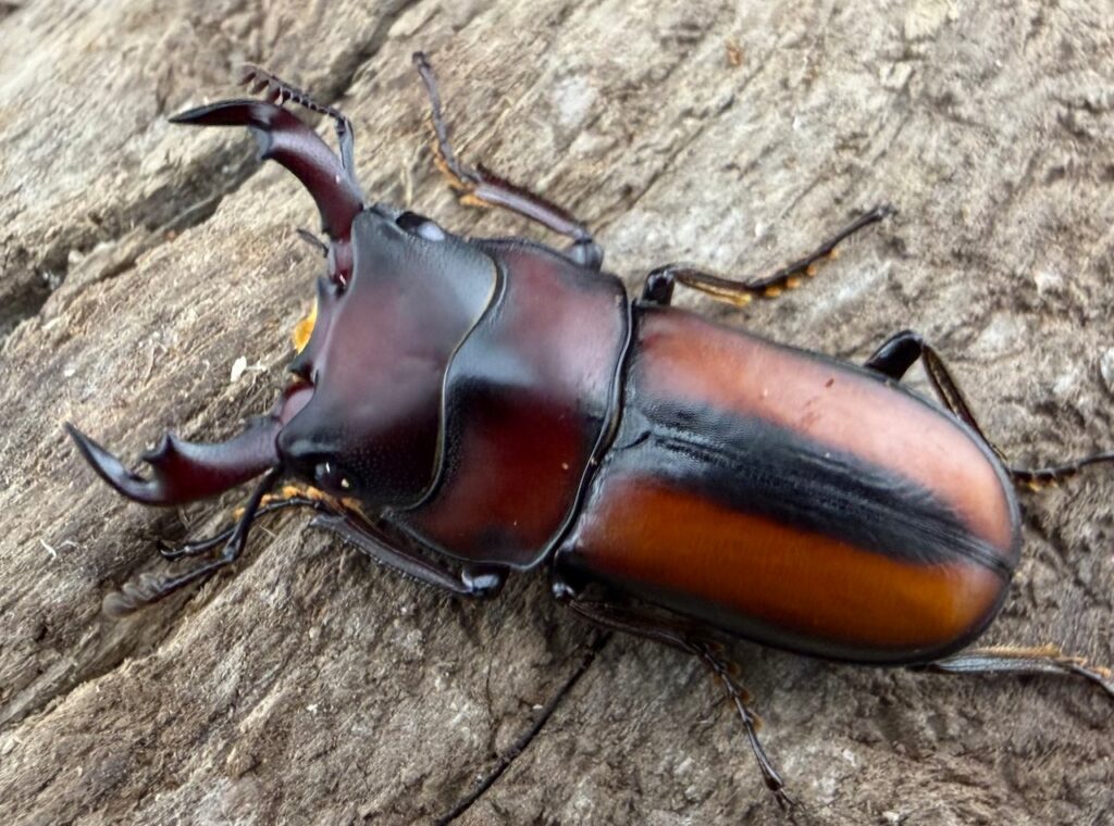 エレガントゥルスコクワガタ原名亜種