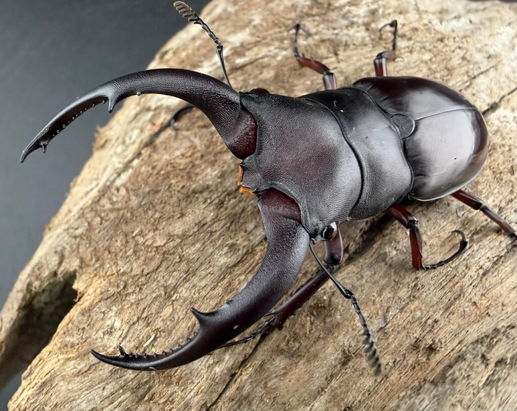 メルキオリティスフタマタクワガタ