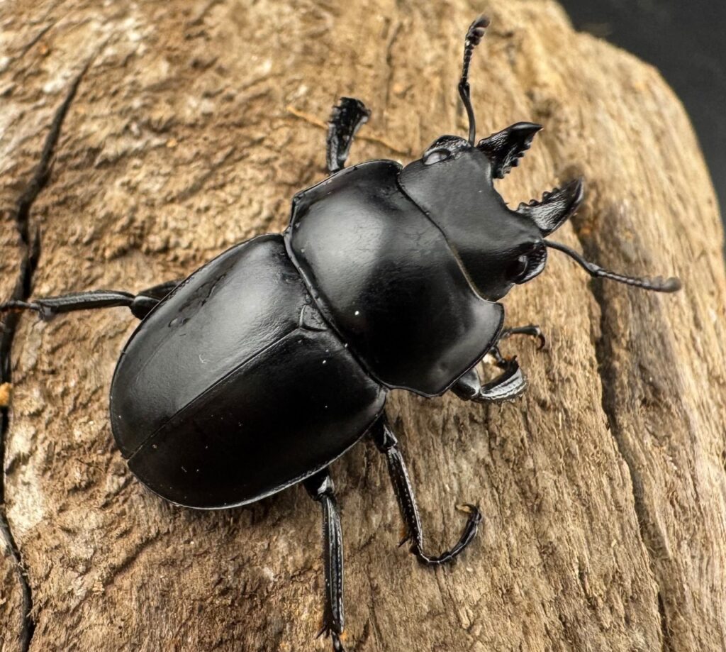 グアードマルバネクワガタ