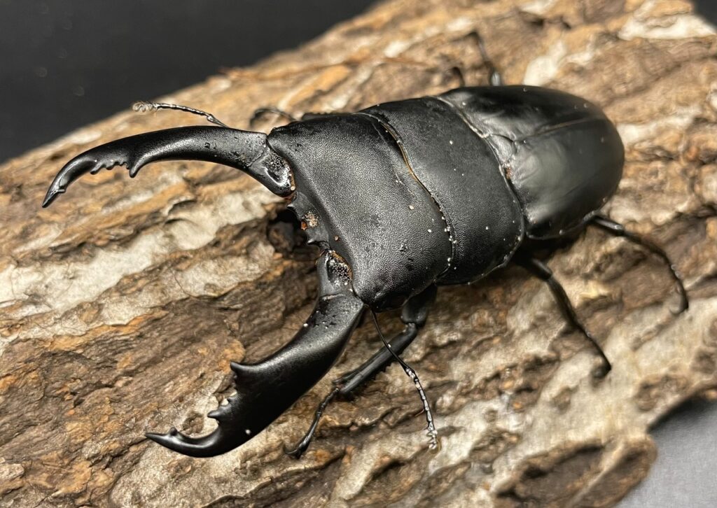 イフガオヒラタクワガタ