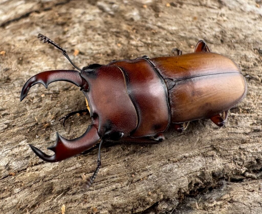 エレガントゥルスコクワガタ亜種akaishii