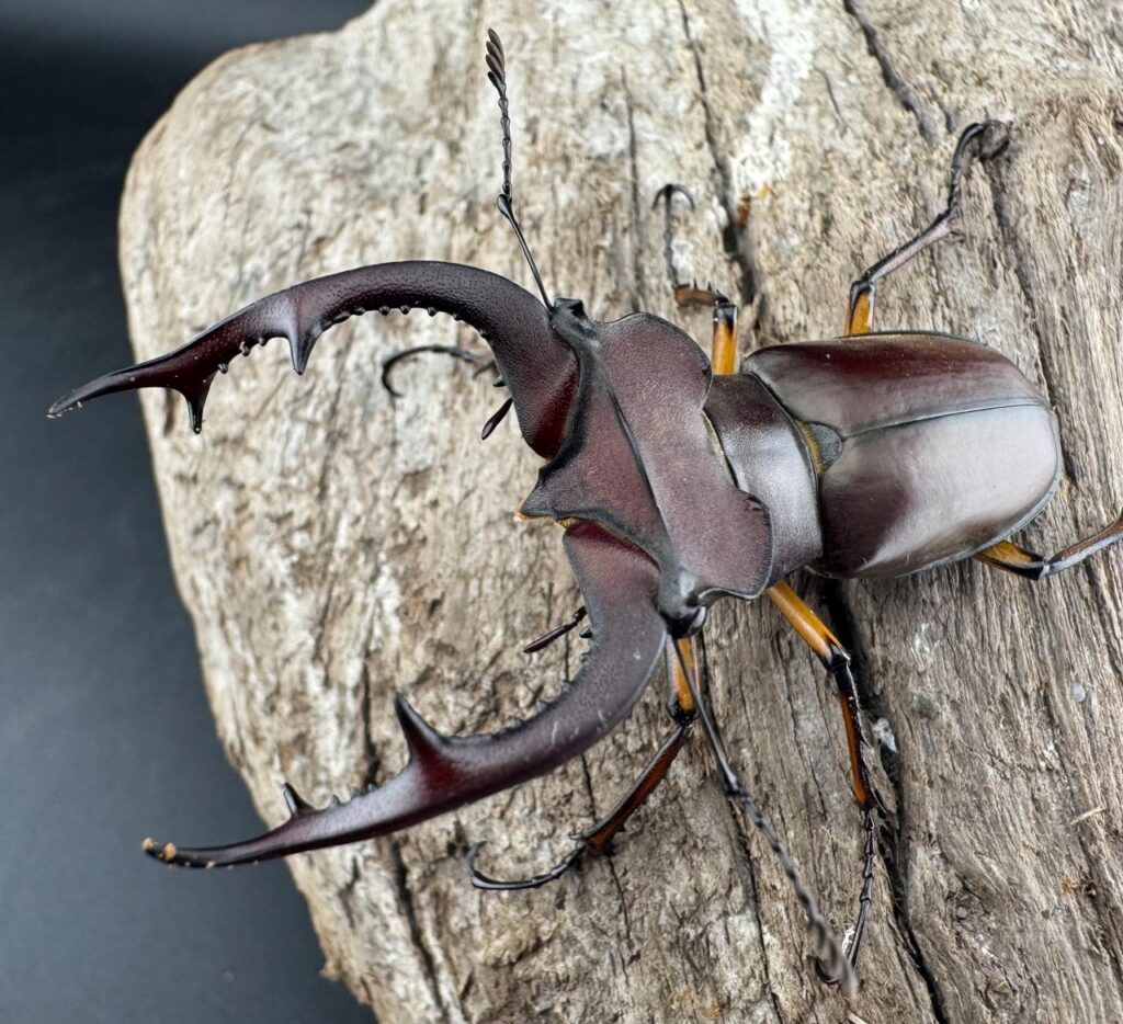 ジュシャンミヤマクワガタ