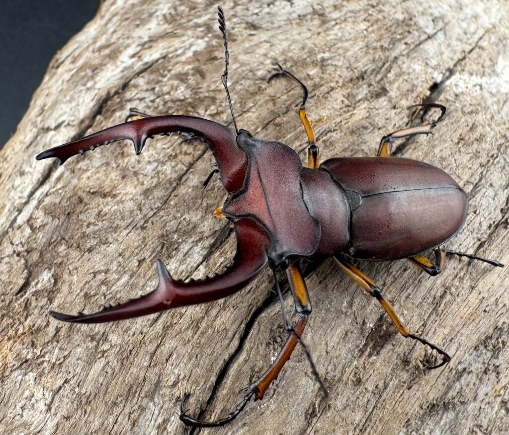 マラッツィミヤマクワガタ