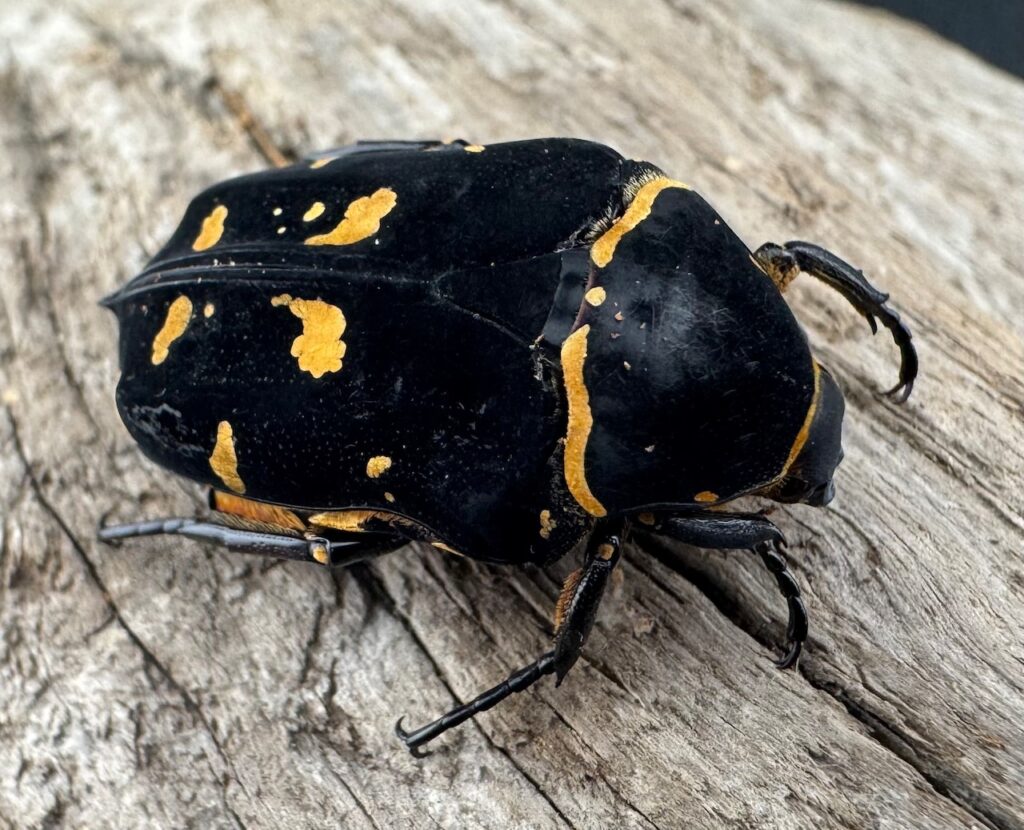 ノックスキモンハナムグリ