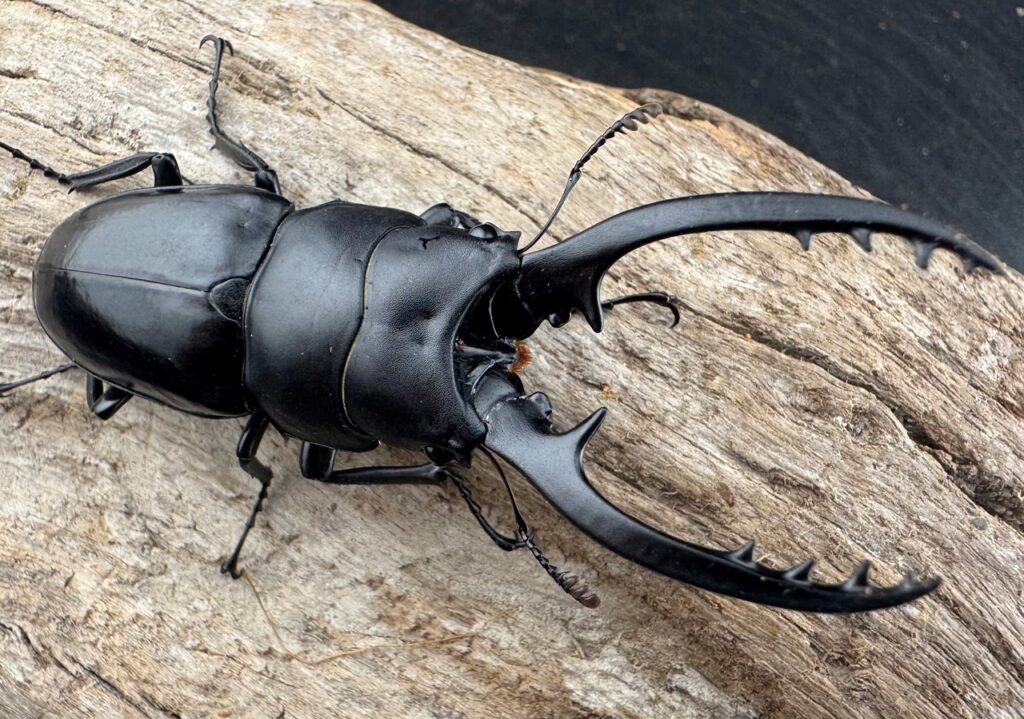 フォルフィクラノコギリクワガタ原名亜種