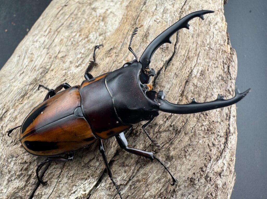 ファブリースノコギリクワガタ原名亜種