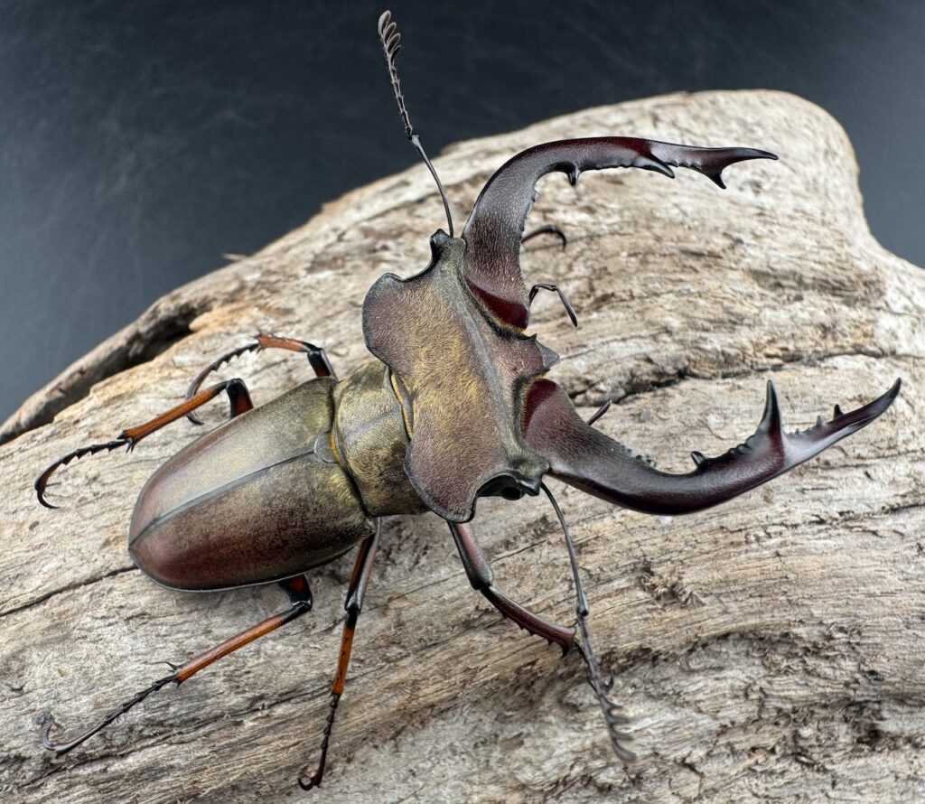 グラディウスミヤマクワガタ