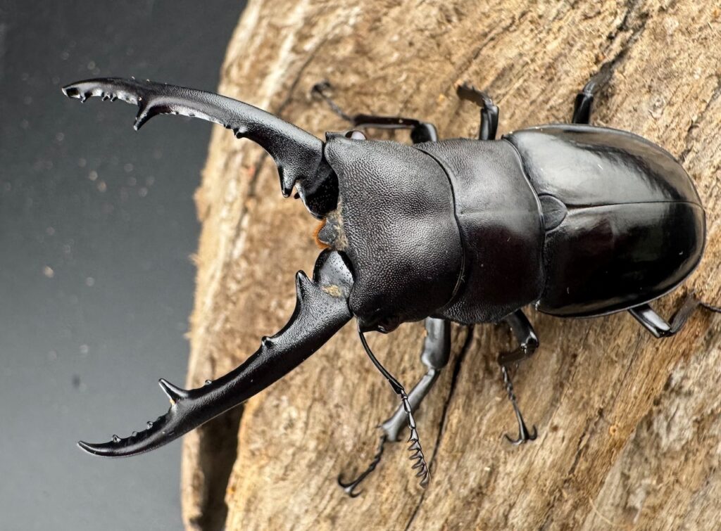 アドゥンクスフタマタクワガタ ミャンマー北部亜種