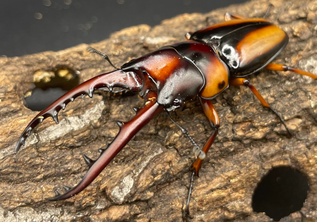 サバゲノコギリクワガタ（サヴィッジノコギリクワガタ）