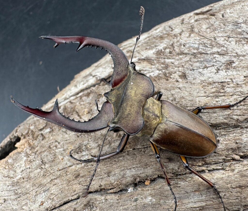 フォルモサスミヤマクワガタ（キクロマトイデスミヤマクワガタ）