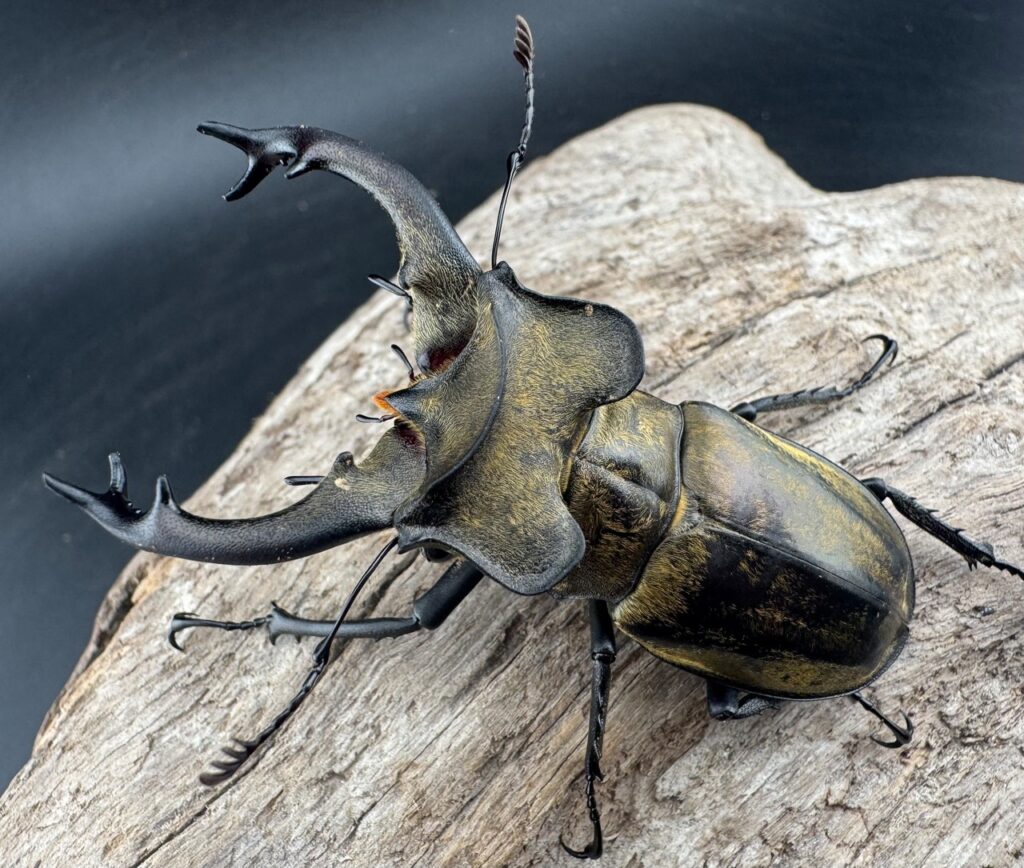 セリケウスミヤマクワガタ ssp.