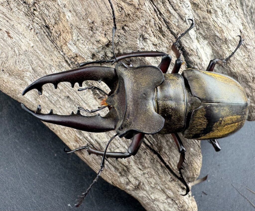 ファンジンシャンミヤマクワガタ