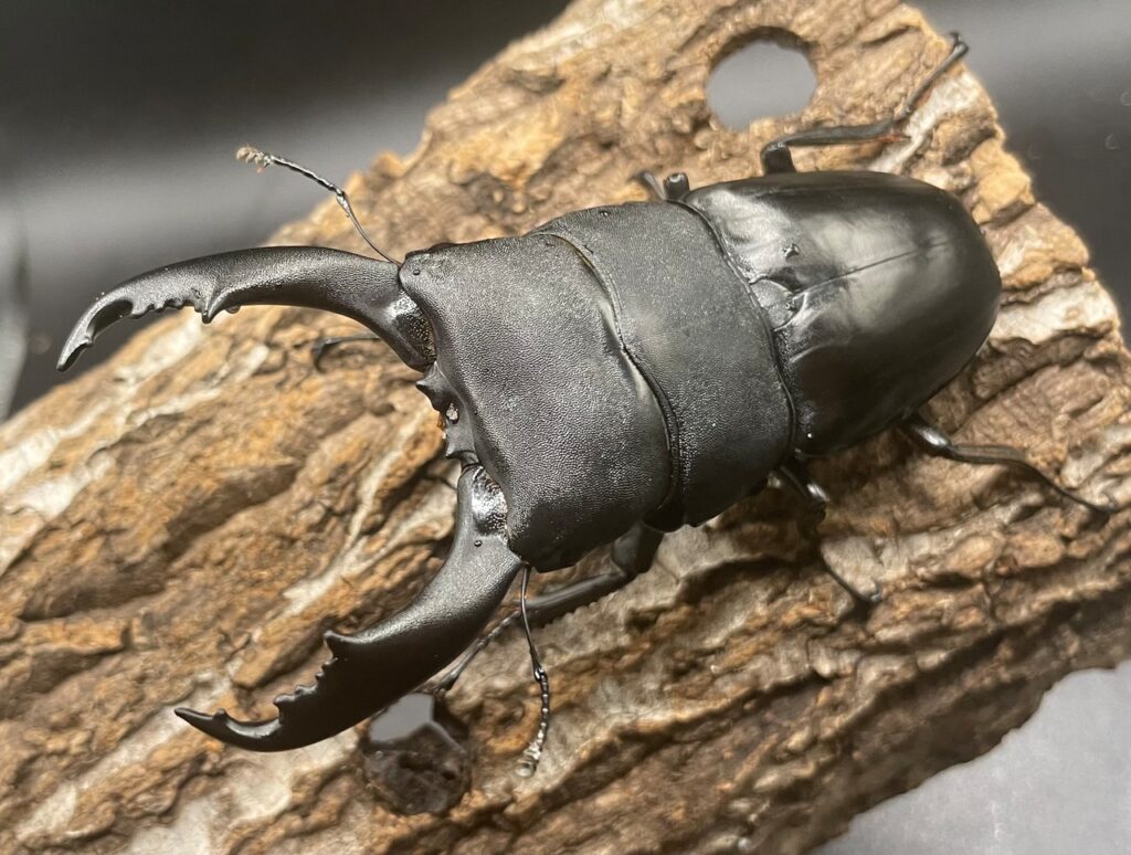 北カマリネスヒラタクワガタ