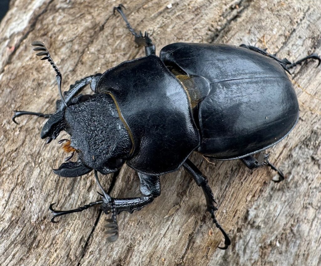 ハヤシミヤマクワガタ（ハンスミヤマクワガタ）