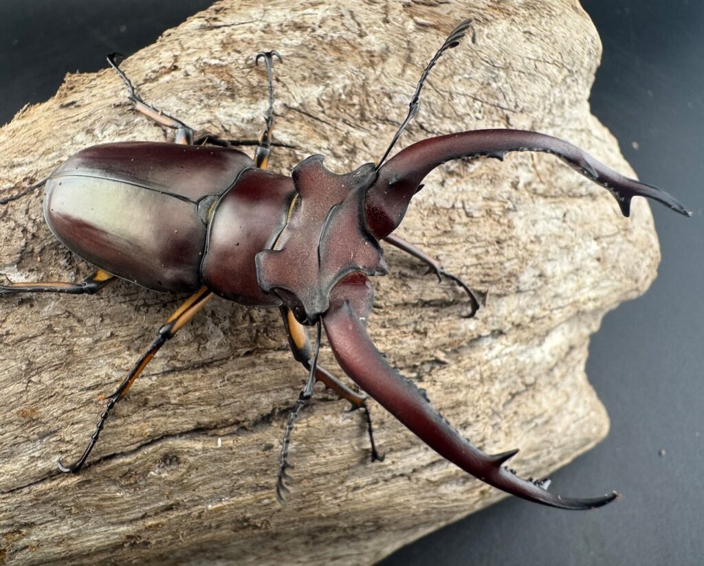 アングスティコルニスミヤマクワガタ