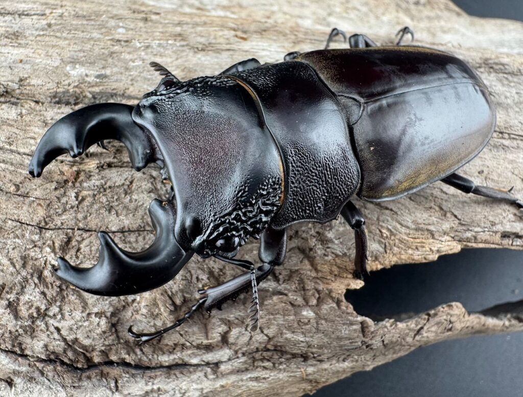 ルマウィノコギリクワガタ