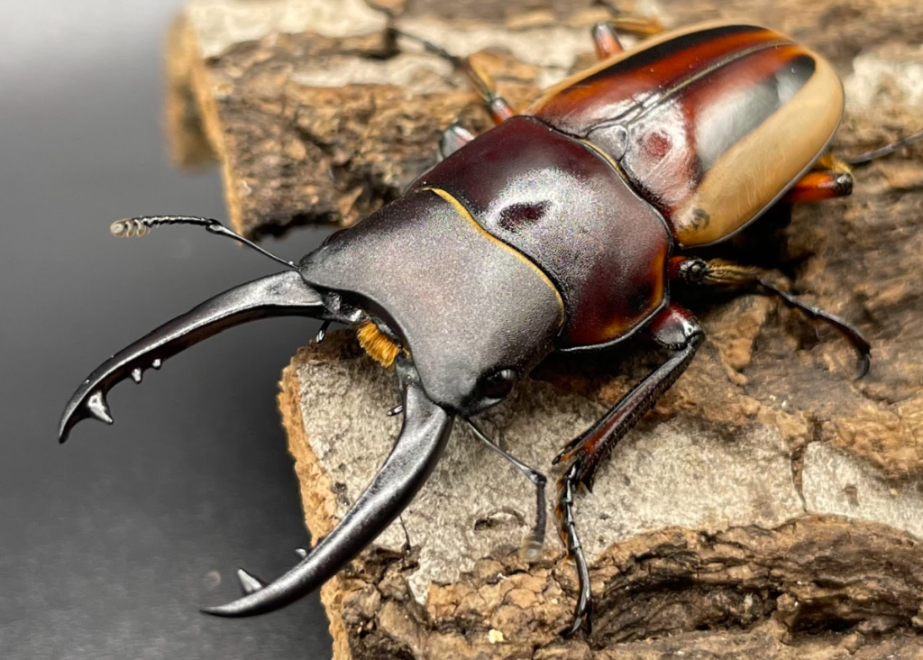 ラテラリスノコギリクワガタ原名亜種